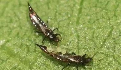 combat pests
